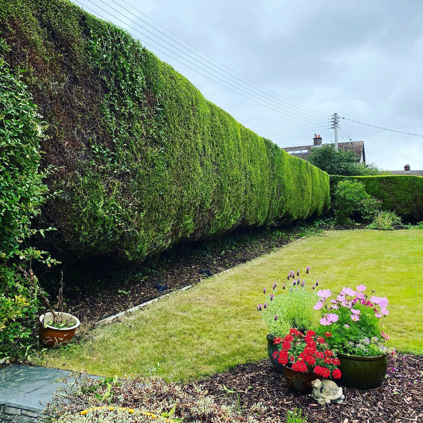 Cut hedges in back garden with planted flowers