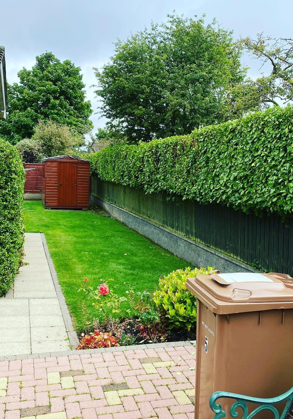 Back garden hedges growing over the top of a fence