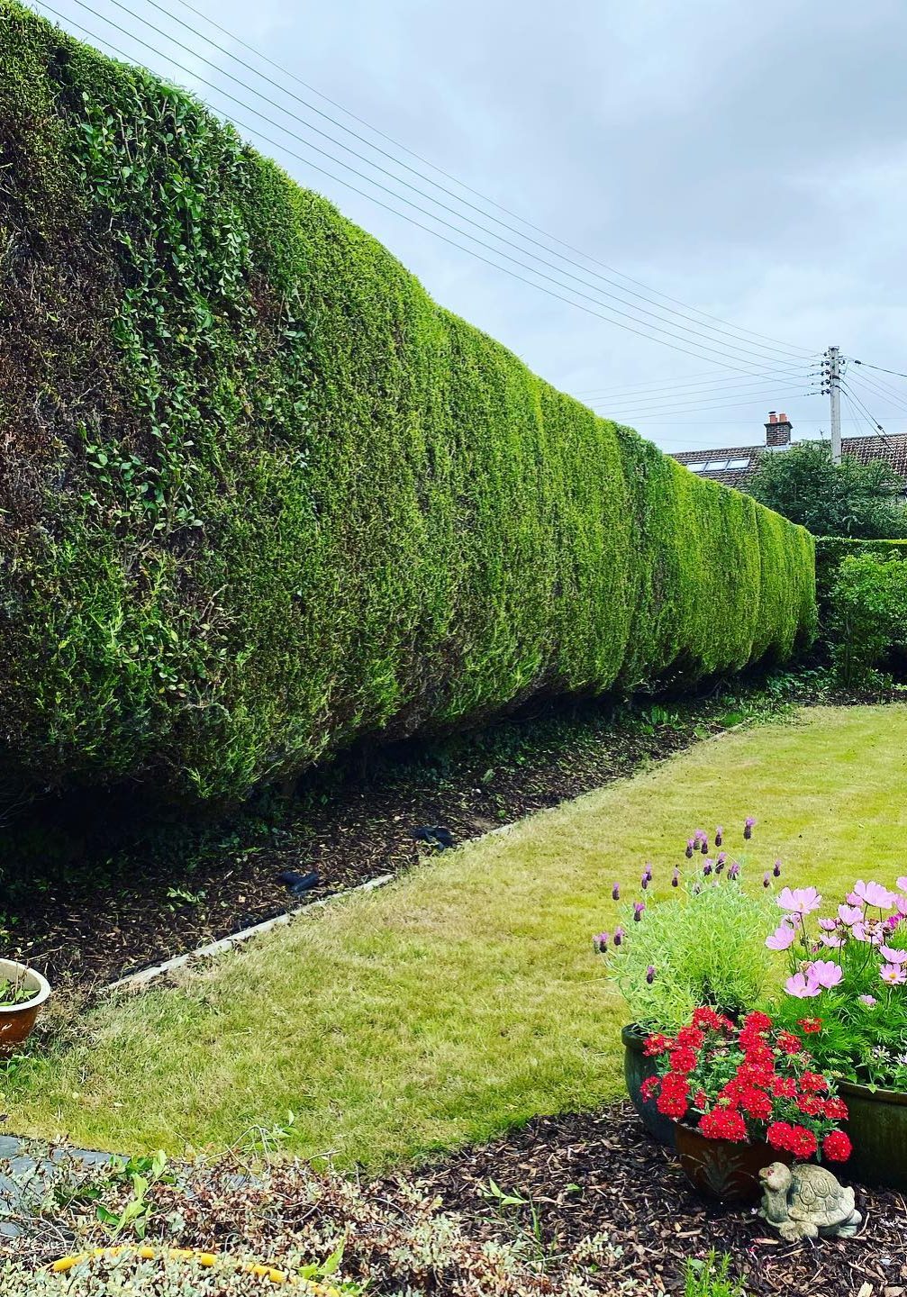 Cut hedges in back garden with planted flowers